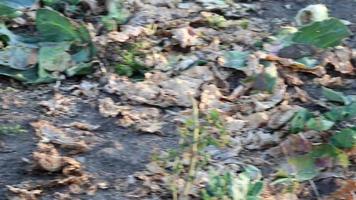 campo de repollo marchito causado por la sequía y el período de calor extremo con escasez de agua y ausencia de precipitaciones provoca la pérdida de cosechas y verduras podridas como el repollo orgánico efecto del calentamiento global período de hambre video