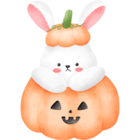 Bunny in pumpkin png