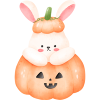 Bunny in pumpkin png