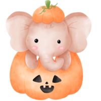 Elephant in Halloween pumpkin png