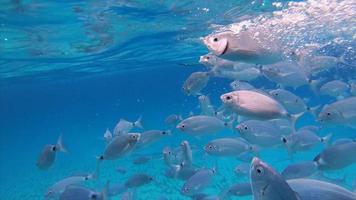 les poissons nagent après la nourriture et éclaboussent la surface de l'eau depuis la vue sous-marine video