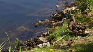 Brown mother duck and ducklings sit at edge of water in the grass on a sunny day video