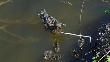 Ducklings swim with their mother duck in a pond near the grass bank video