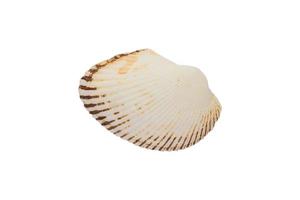 close up of sea shell isolated on white background with clipping path photo