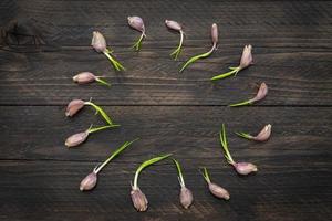 Food frame made of germ sprouted garlic on wooden background. Copy spce for your design. photo