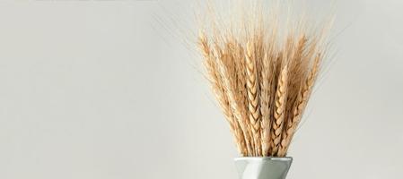 Yellow ears of wheat in a vase on white background with copy space. Banner. photo
