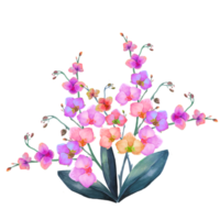 Phalaenopsis-Orchideenstrauß png