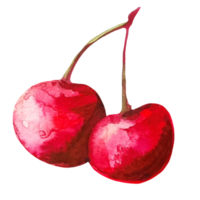cherry watercolor illustration png