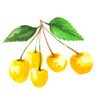 cereza ilustración acuarela png