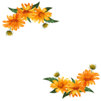 illustration de fleur cadre heliopsis png