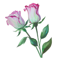 blooming roses in a bunch watercolor illustration png