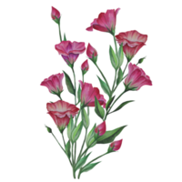 bouquet de fleurs d'eustoma, illustration aquarelle de lisianthus png