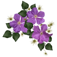 mazzo di clematide fiori su liana illustrazione png