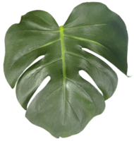 Green Monstera Leaf cut out png