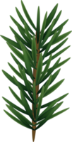 découpe de sapin réaliste vert naturel png