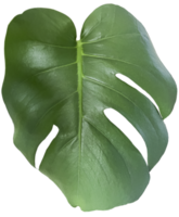 groen monstera blad besnoeiing uit png