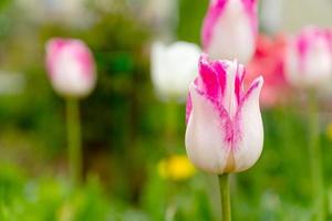 flor de tulipán floreciente rosa y blanca en el jardín. copie el espacio para el texto.