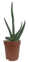 Succulent plant in a pot isolated png