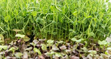 Micro greens arugula sprouts. food background close up. photo