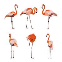 Ilustración de vector de conjunto de flamencos naranja rojo-amarillo y rosa. pájaro tropical exótico en diferentes poses para el diseño y patrones de telas decorativas. colección de flamencos aislada en blanco