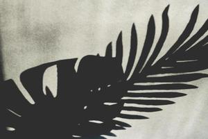 sombra de hoja de palma tropical en la pared gris vacía, en blanco y negro foto