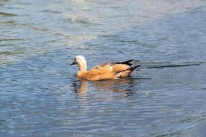 pato salvaje flotando en el estanque del parque de la ciudad. Naturaleza salvaje. foto