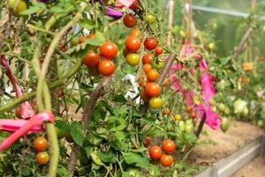 green and red tomatoes grow in the vegetable garden. New harvest in vegetable garden. photo