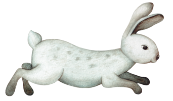 Watercolor illustration of a white hare isolated png