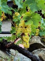 bunches of white Muscat grapes, almost ready for the autumn harvest among the vines of the vineyard photo