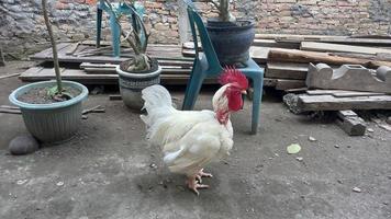 gallo blanco o gallo con foto de peine rojo en un patio trasero