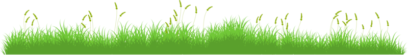 grama verde. Campo de grama