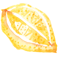 frutas frescas en rodajas, limones dibujando con acuarela.los cítricos contienen vitamina c.lima agria amarilla. png
