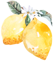 fruits frais tranchés, citrons dessinant à l'aquarelle.les agrumes contiennent de la vitamine c.citron vert aigre jaune. png