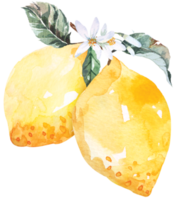 frutas frescas fatiadas, limões desenho com frutas watercolor.citrus contêm vitamina c.yellow limão azedo. png