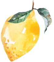 frische früchte in scheiben geschnitten, zitronen, die mit aquarell zeichnen. zitrusfrüchte enthalten vitamin c. gelber saurer kalk. png
