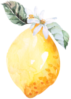 frutas frescas en rodajas, limones dibujando con acuarela.los cítricos contienen vitamina c.lima agria amarilla. png