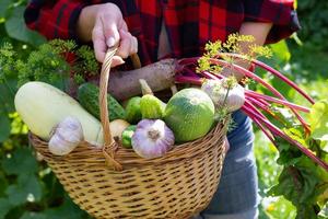 basket of vegetables in female hands photo