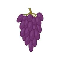 ilustración de uvas moradas. sobre un fondo blanco, se aíslan las uvas moradas. vector