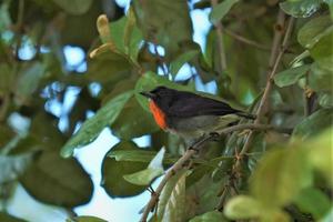 el pájaro carpintero de lados grises, dicaeum celebicum foto