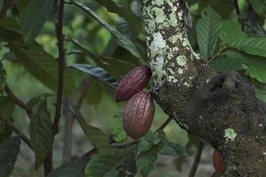 vainas de cacao o frutos de cacao en la granja de cacao foto