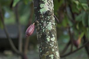 vainas de cacao o frutos de cacao en la granja de cacao foto