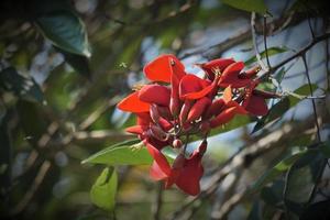 erythrina variegata, comúnmente conocida como garra de tigre o árbol de coral indio, es una especie de erythrina. foto