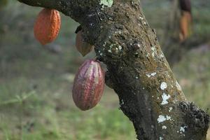 vainas de cacao o frutos de cacao en la granja de cacao foto