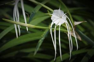 hymenocallis littoralis o el lirio araña de playa es una especie de planta del género hymenocallis foto