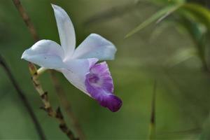 Cattleya percivaliana es una especie de orquídea. comparte el nombre común de orquídea navideña foto