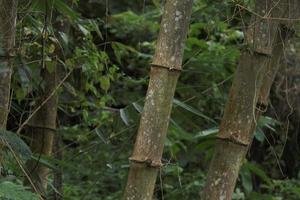 Giant bamboo is a common name for several large species of bamboo photo
