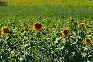 Natural background with sunflower flowers photo