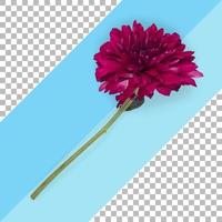 Top up view isolated maroon flower photo