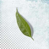 Fresh green leaf isolated on transparent background photo