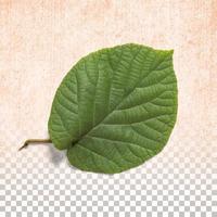 Fresh green leaf isolated on transparent background photo